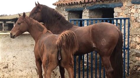 coje burra|Caballo Caliente Cualeando Con Su Linda Yegua.